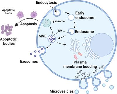 Using human urinary extracellular vesicles to study physiological and pathophysiological states and regulation of the sodium chloride cotransporter 